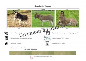 Famille des équidés âne copie